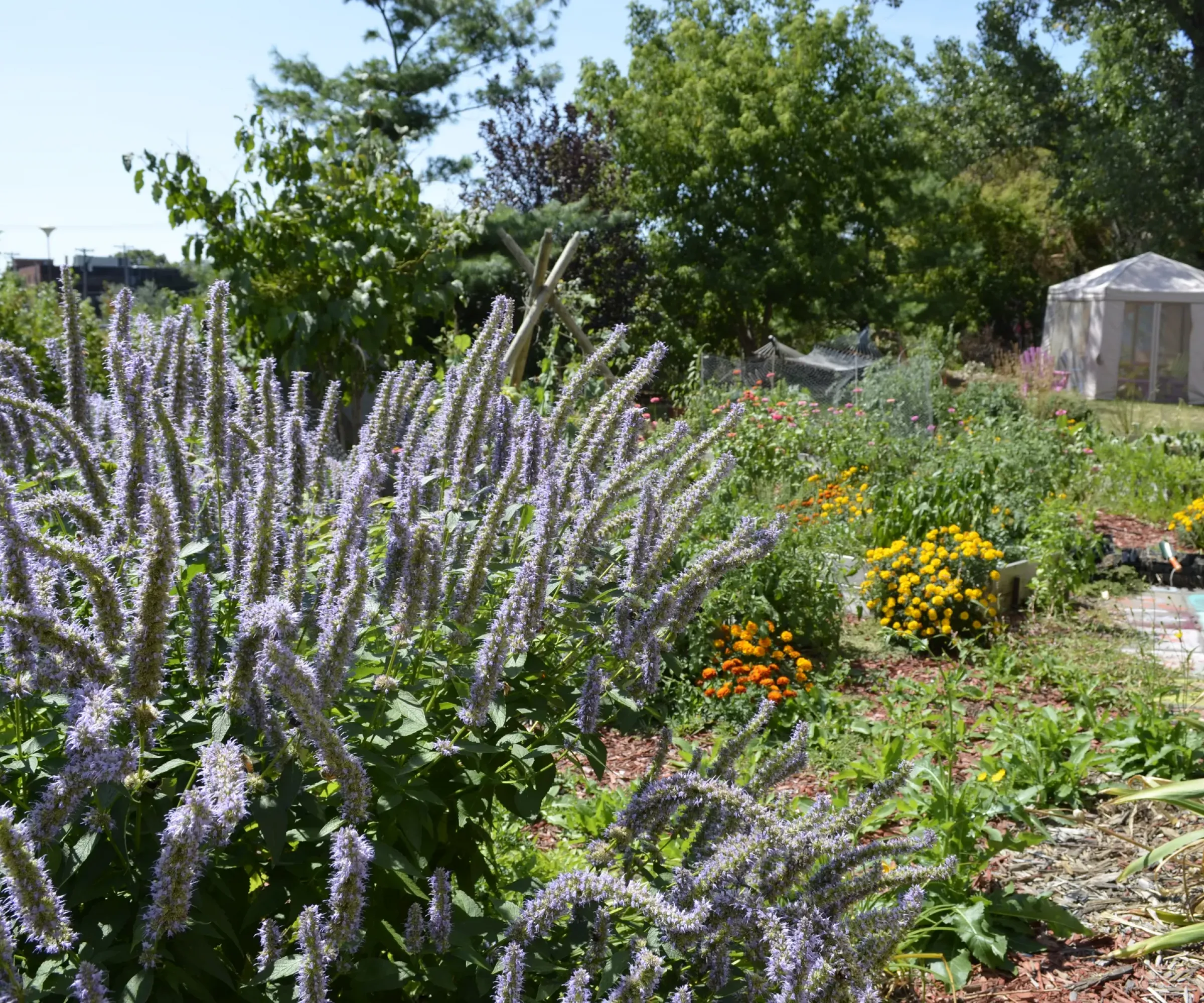 Aeon Affordable Homes and Community A garden with purple and yellow flowers, lush greenery, and a small gazebo complements the nearby affordable apartment homes under a clear blue sky.