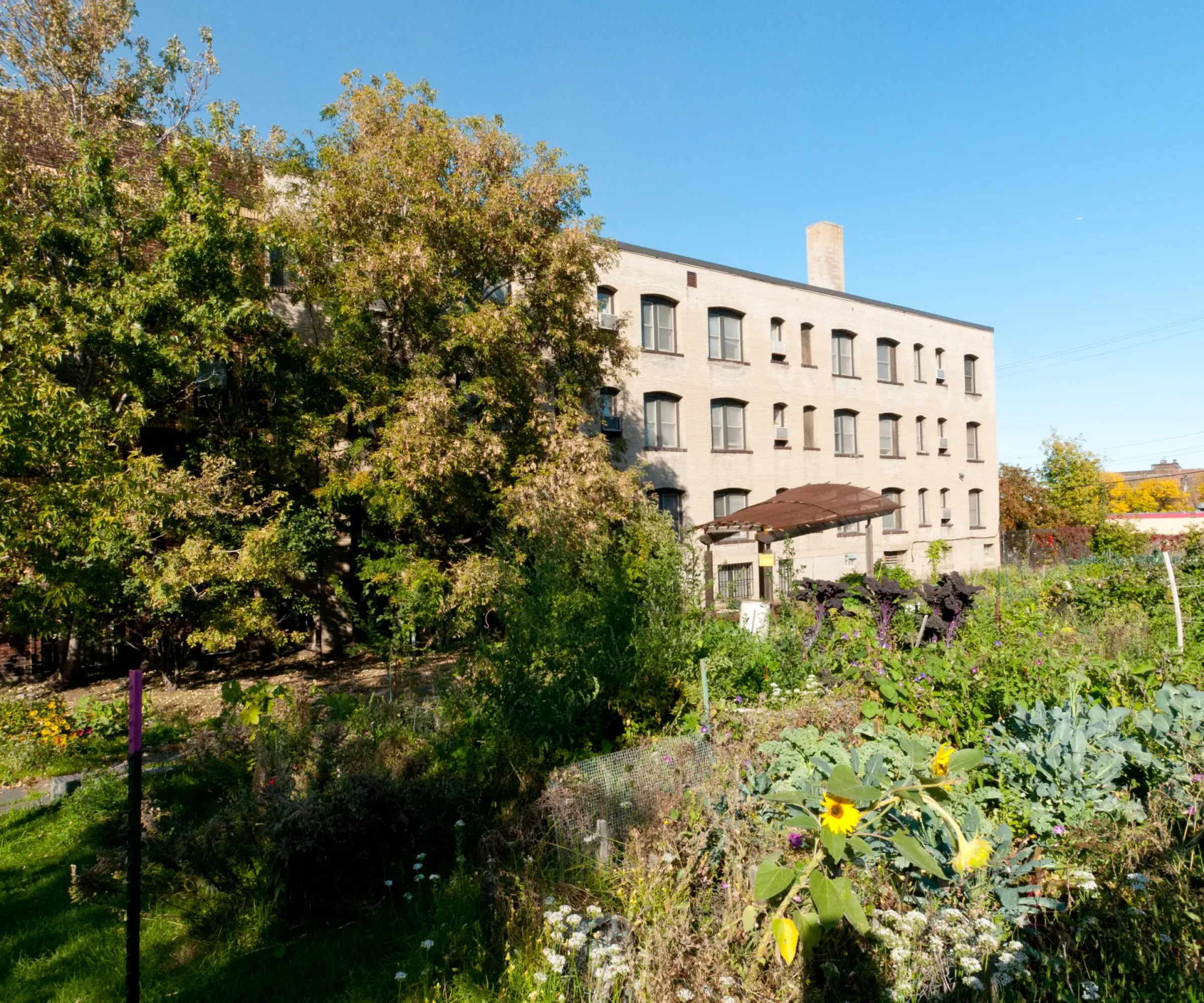 Aeon Affordable Homes and Community Urban community garden with various plants enhances the affordable apartment homes in front of a brick building under a clear blue sky.